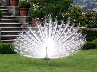 Indira Gandhi Zoological Park